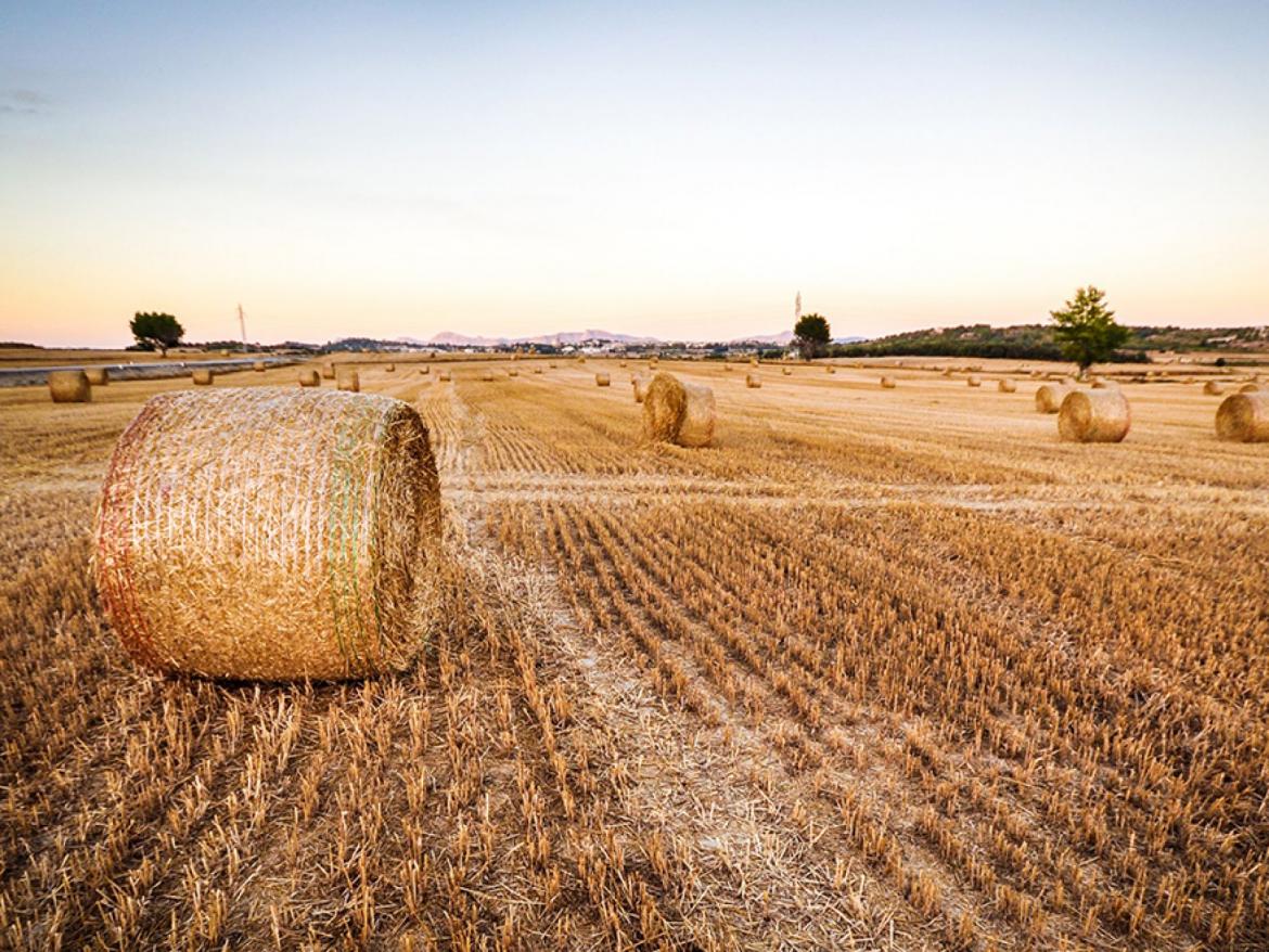 test - La p'tite Ruche Houffalize